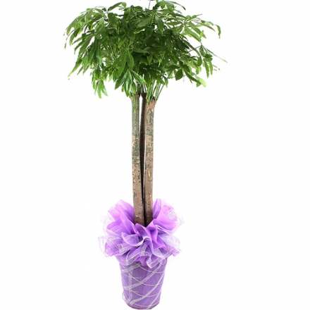 ��Ű��(200cm�̻�)
